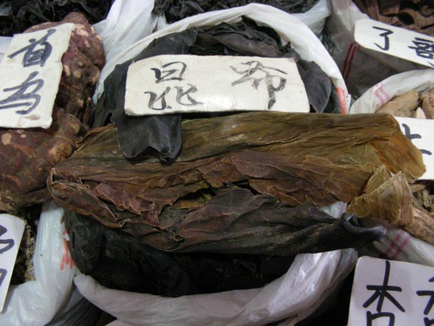 昆布 药材性状图鉴 资料图