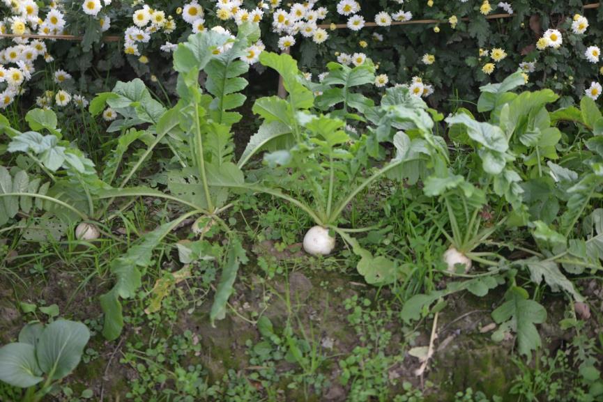 莱菔子 药材性状图鉴 资料图