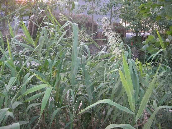 芦根 药材性状图鉴 资料图