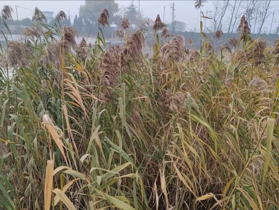 芦根 药材性状图鉴 资料图