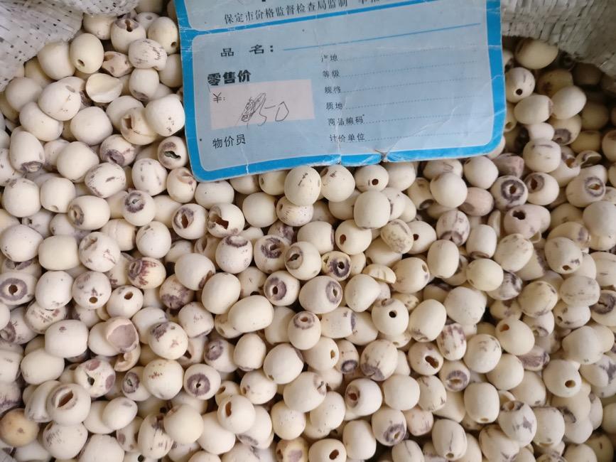 莲子 药材性状图鉴 资料图
