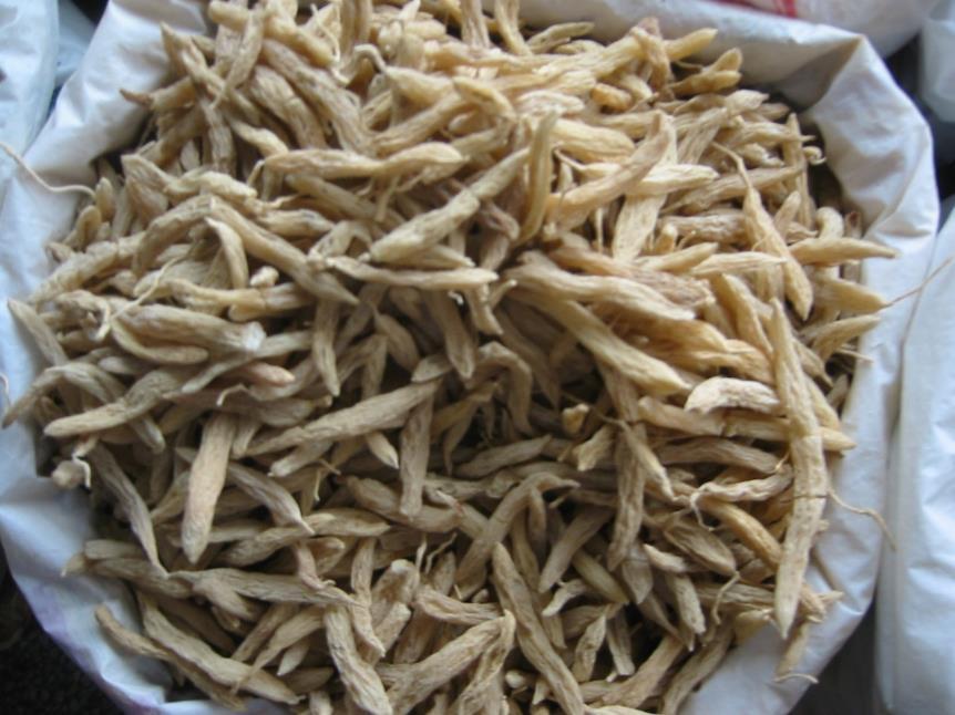 麦冬 药材性状图鉴 资料图