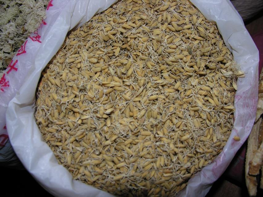 麦芽 药材性状图鉴 资料图
