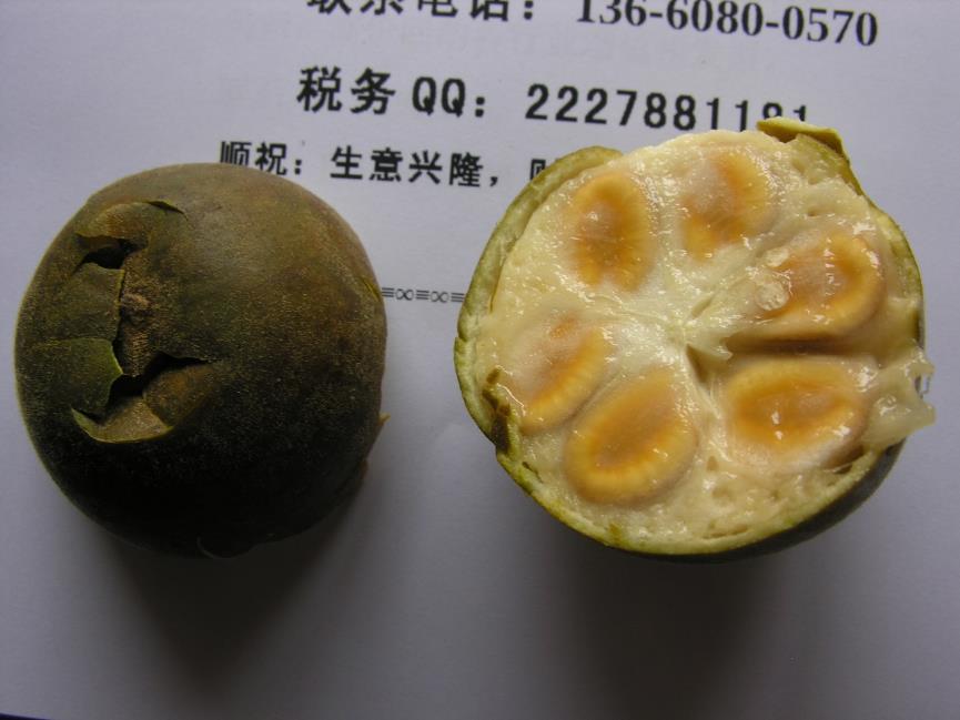 罗汉果 药材性状图鉴 资料图