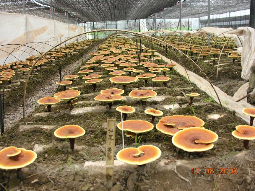 灵芝 药材性状图鉴 资料图