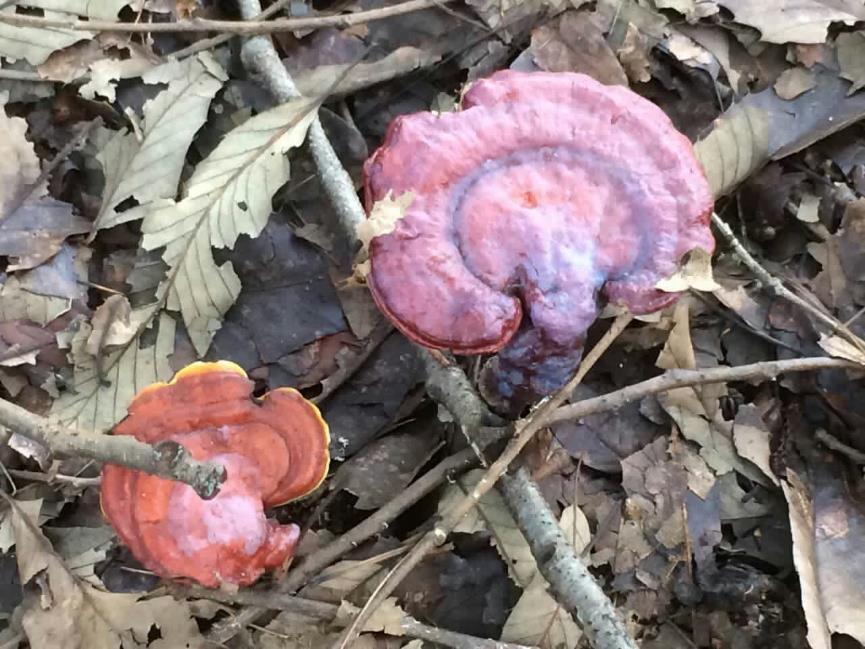 灵芝 药材性状图鉴 资料图