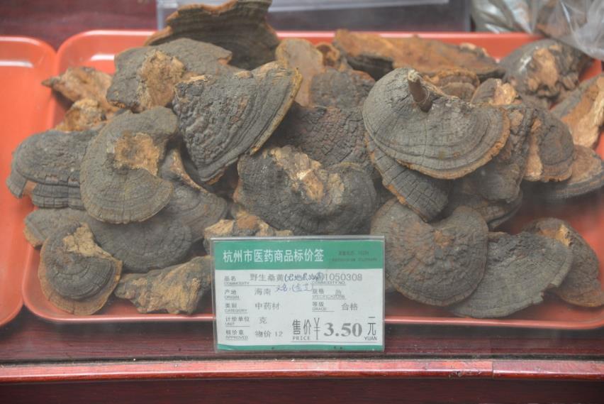 灵芝 药材性状图鉴 资料图