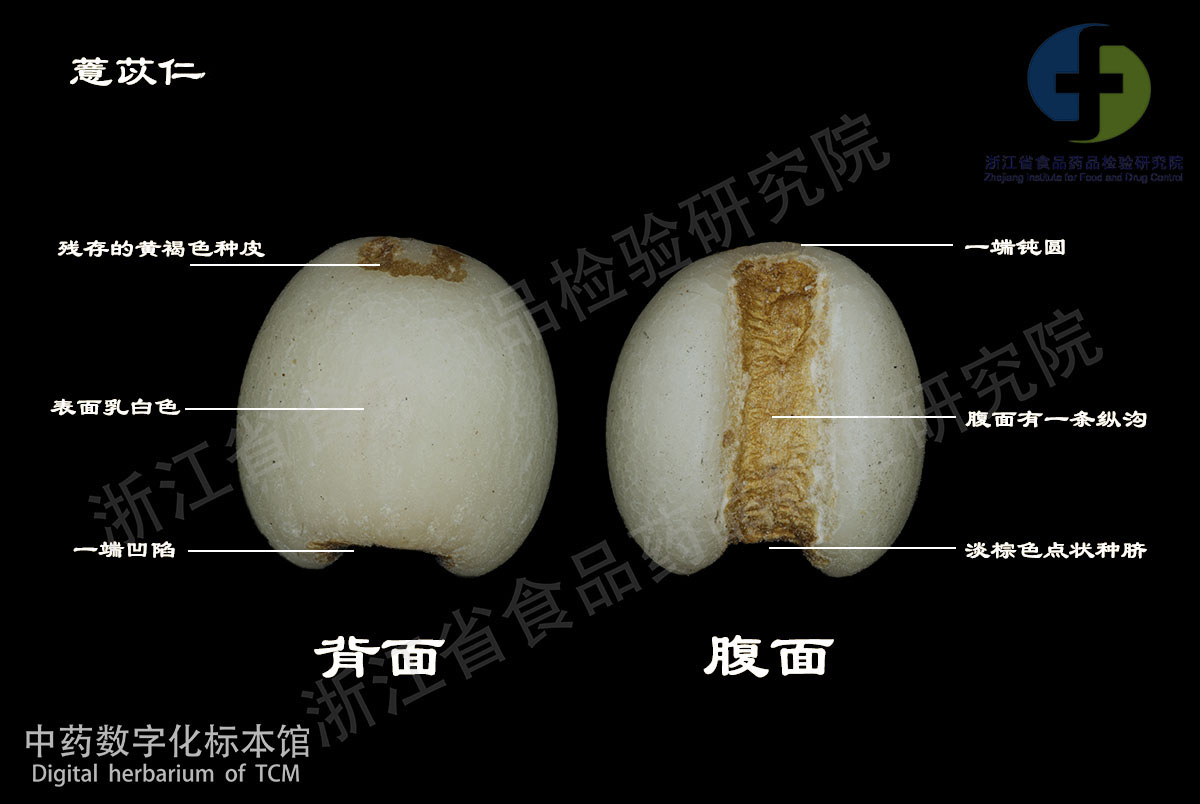 薏苡仁 药材 资料图