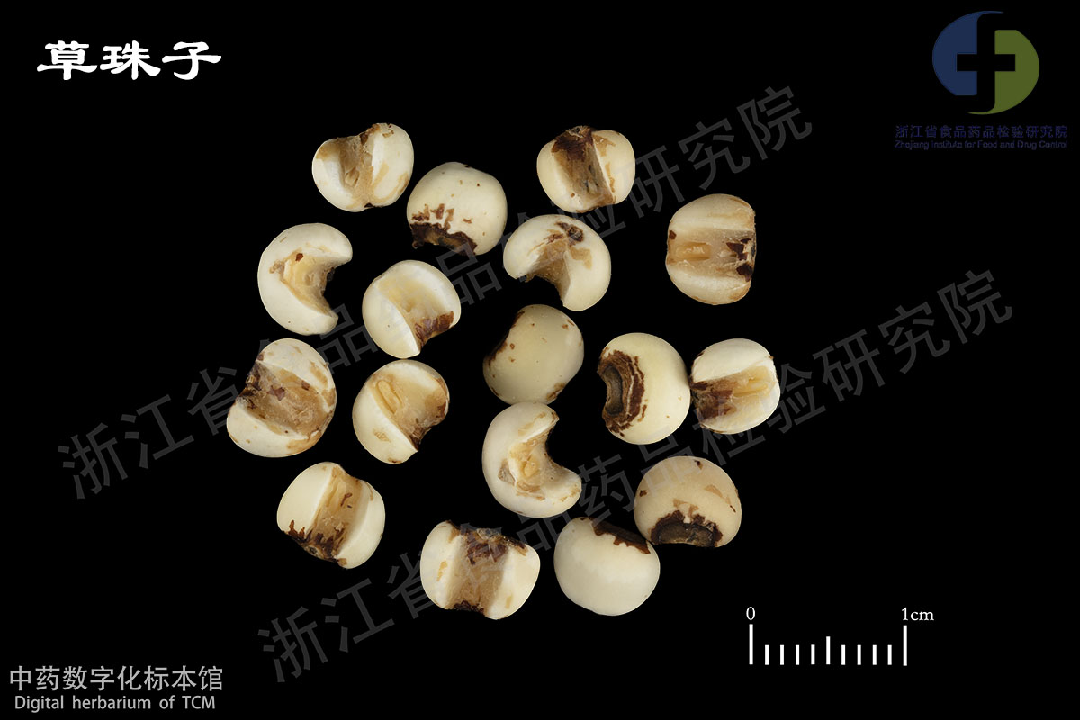 薏苡仁 草珠子(菩提子) 资料图