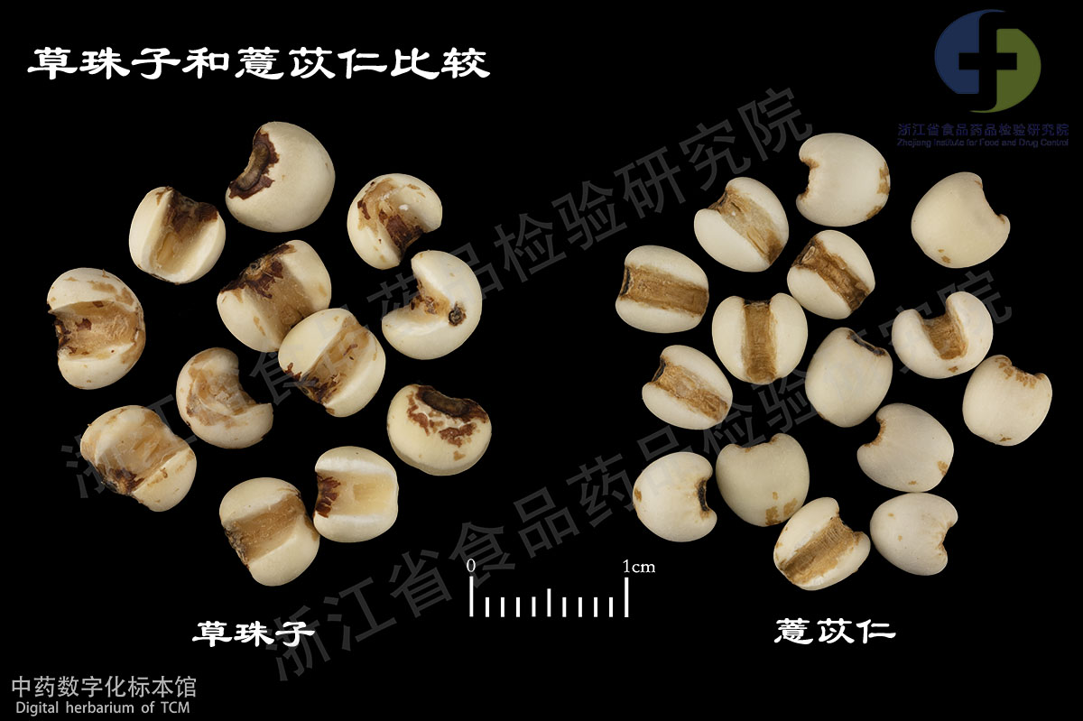 薏苡仁 草珠子(菩提子) 资料图