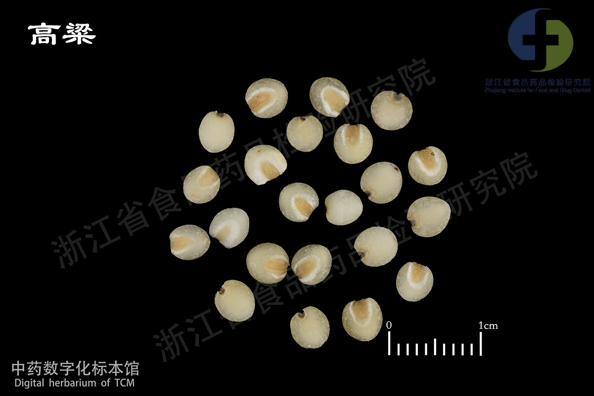 薏苡仁 高粱 资料图