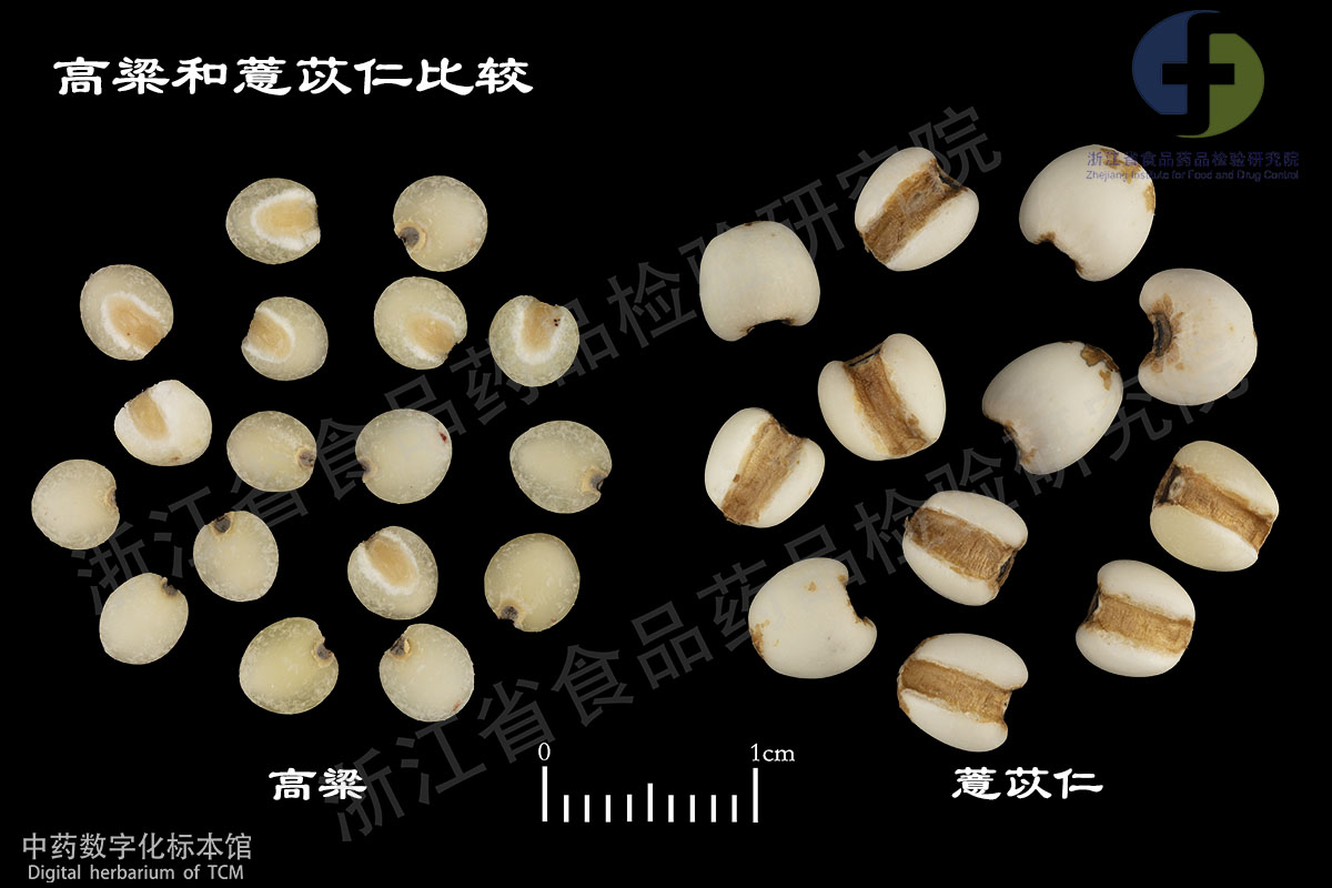 薏苡仁 高粱 资料图