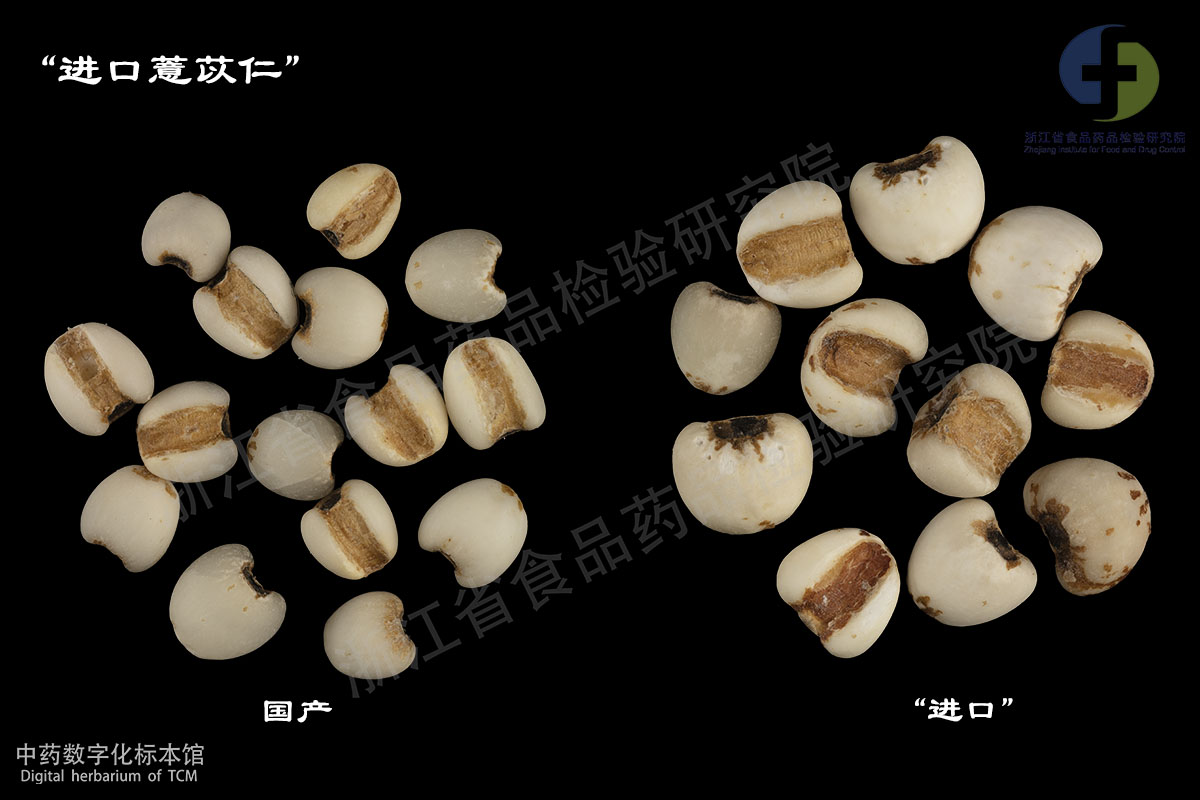 薏苡仁 “进口”薏苡仁 资料图