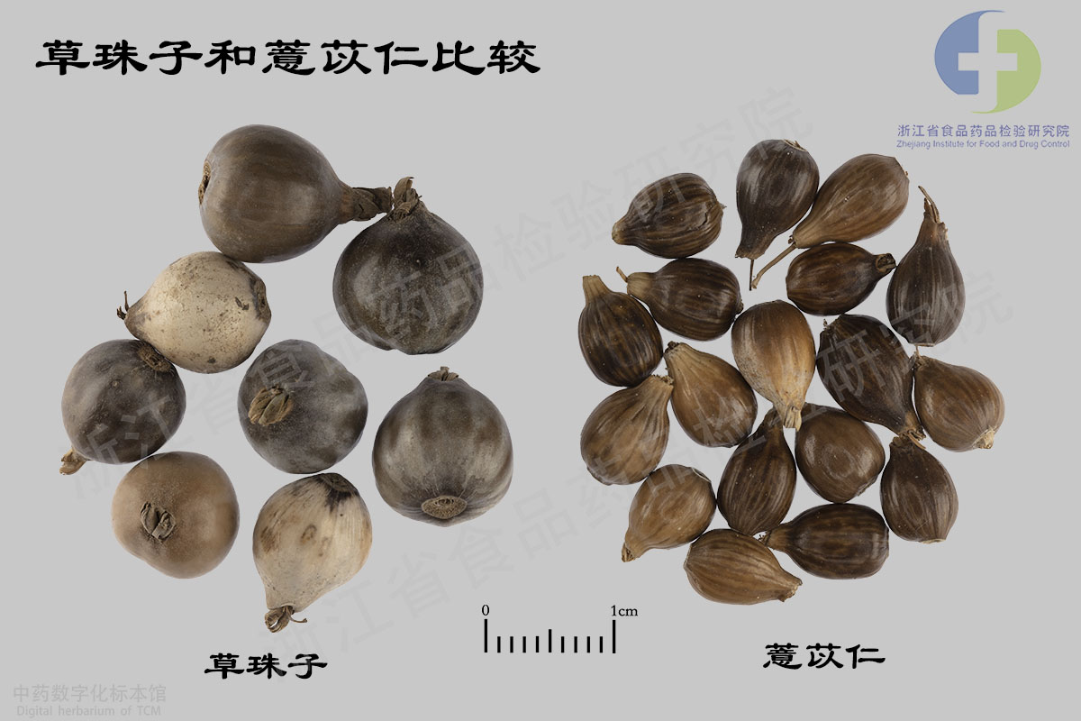 薏苡仁 草珠子(菩提子) 资料图