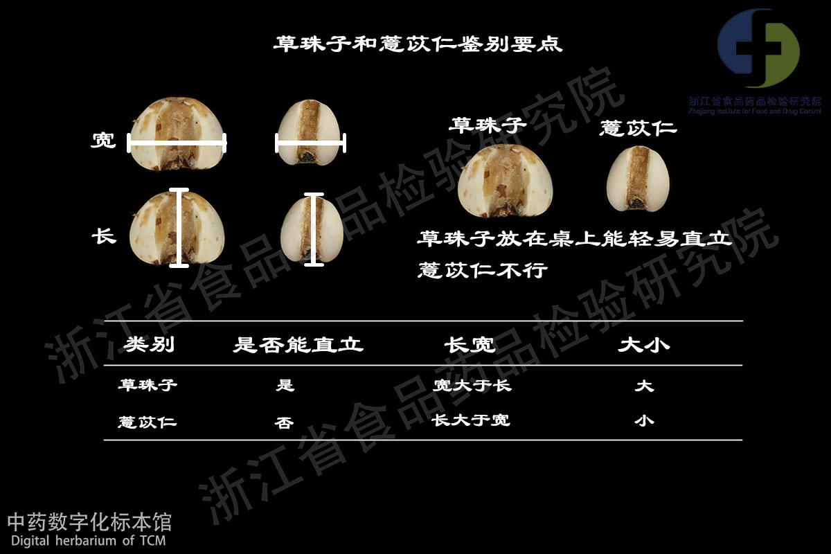 薏苡仁 草珠子(菩提子) 资料图