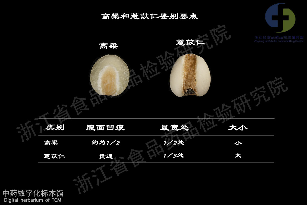 薏苡仁 高粱 资料图
