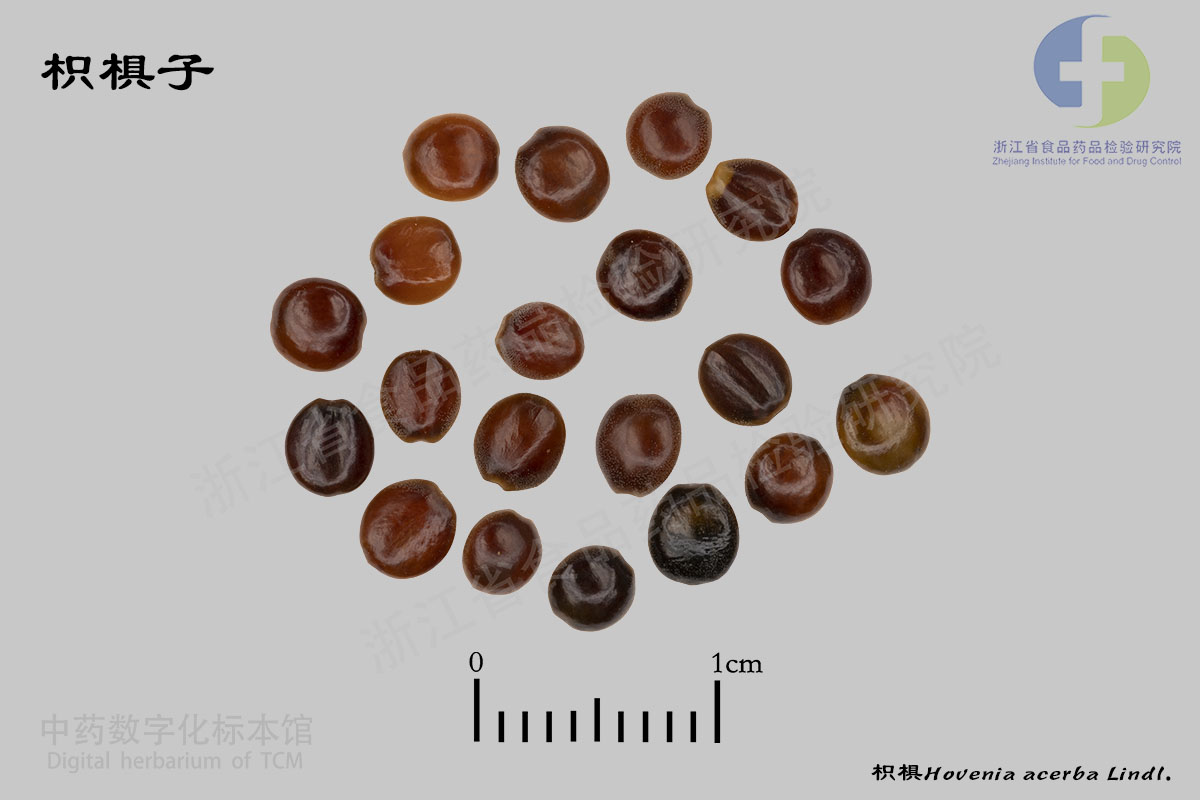 酸枣仁 枳椇子 资料图