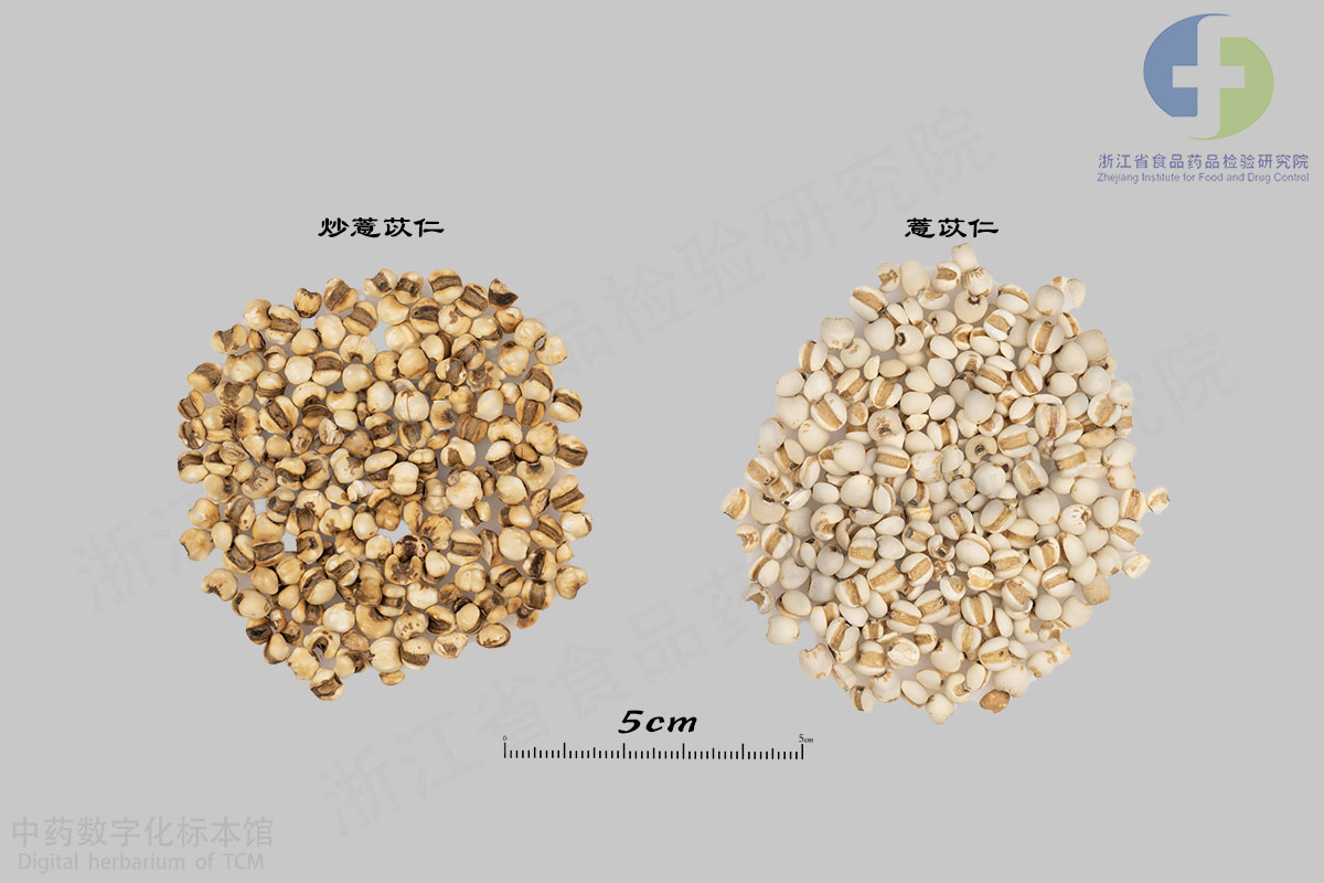 薏苡仁 炒薏苡仁(浙省炮) 资料图