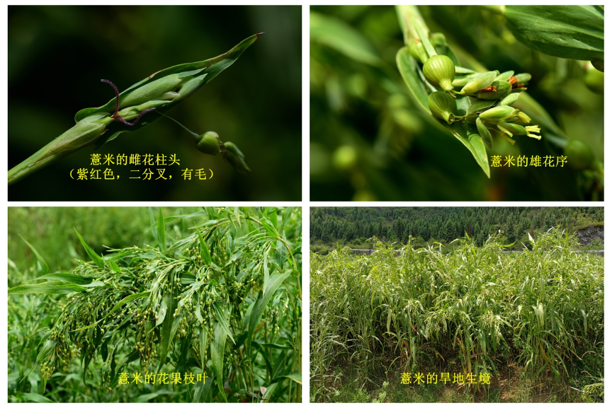 薏苡仁 薏苡仁-阿香 资料图