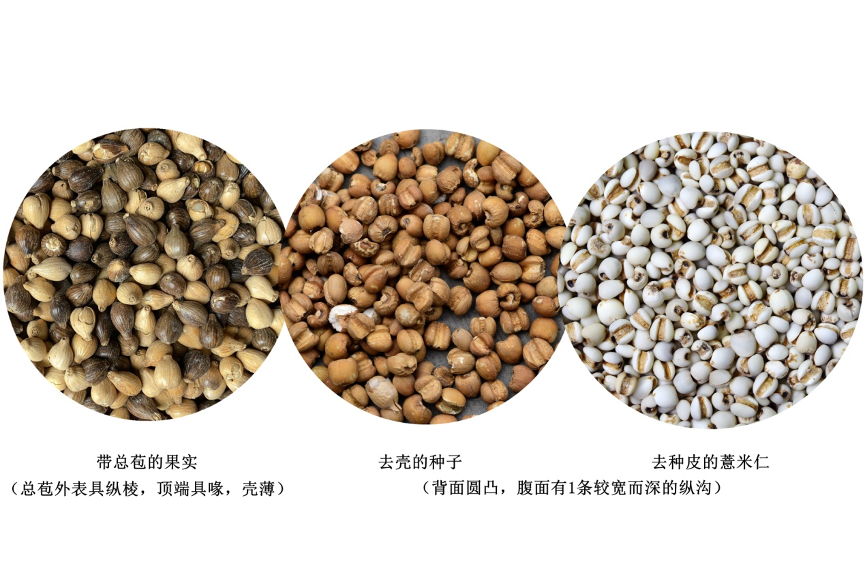 薏苡仁 薏苡仁-阿香 资料图