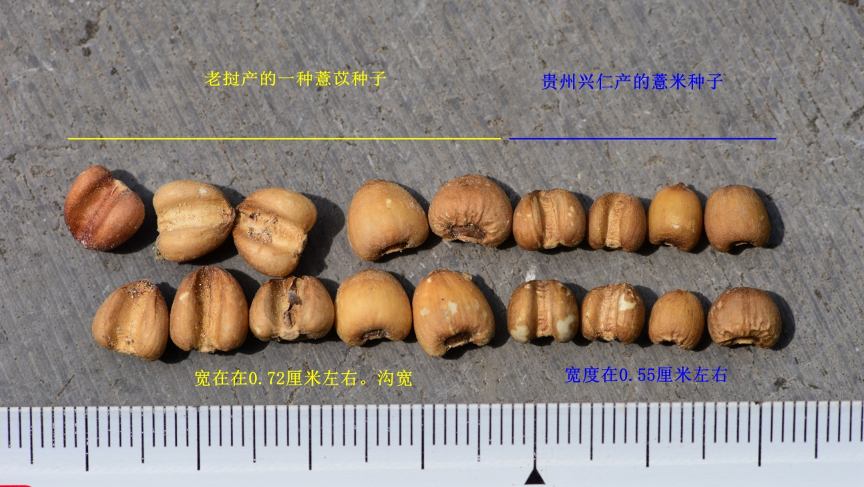 薏苡仁 薏苡仁-阿香 资料图