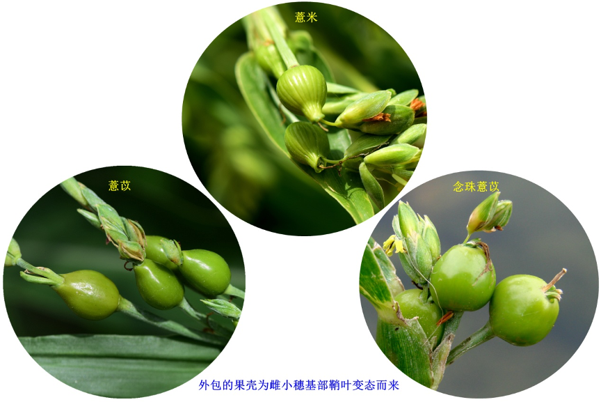 薏苡仁 薏苡仁-阿香 资料图