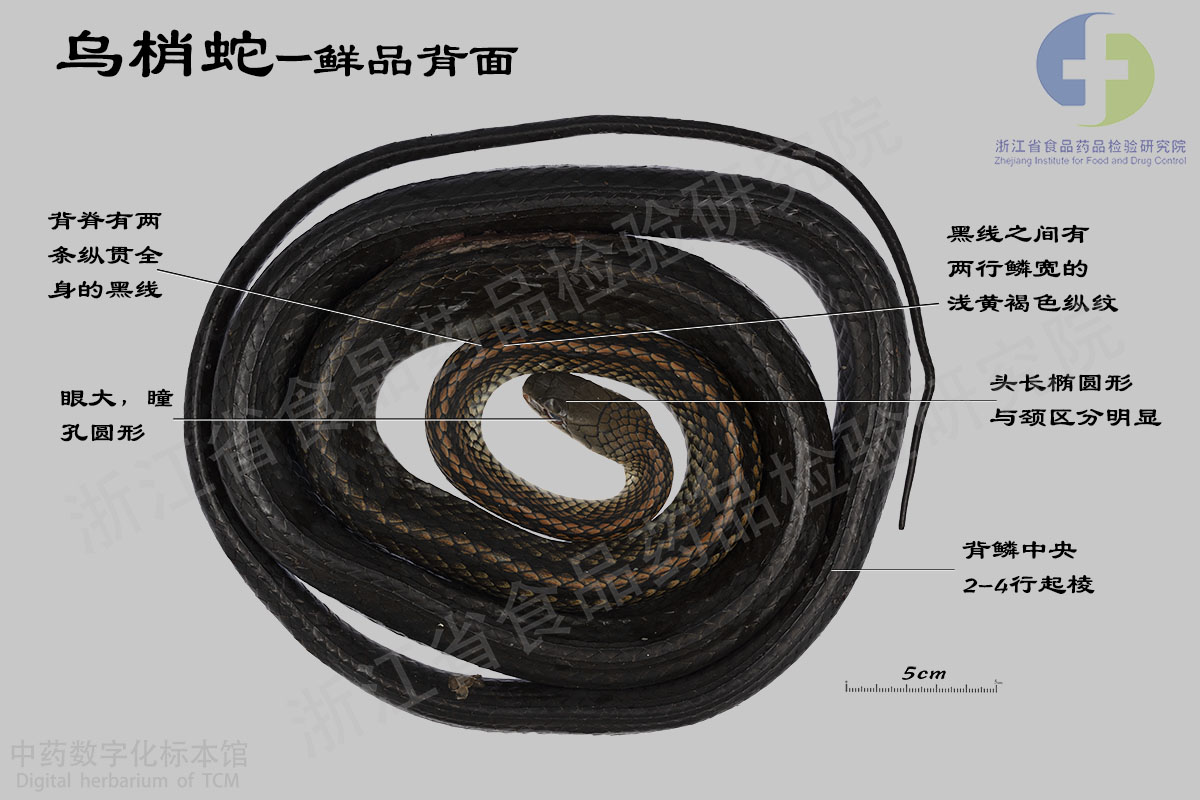 乌梢蛇 乌梢蛇特征详解 资料图