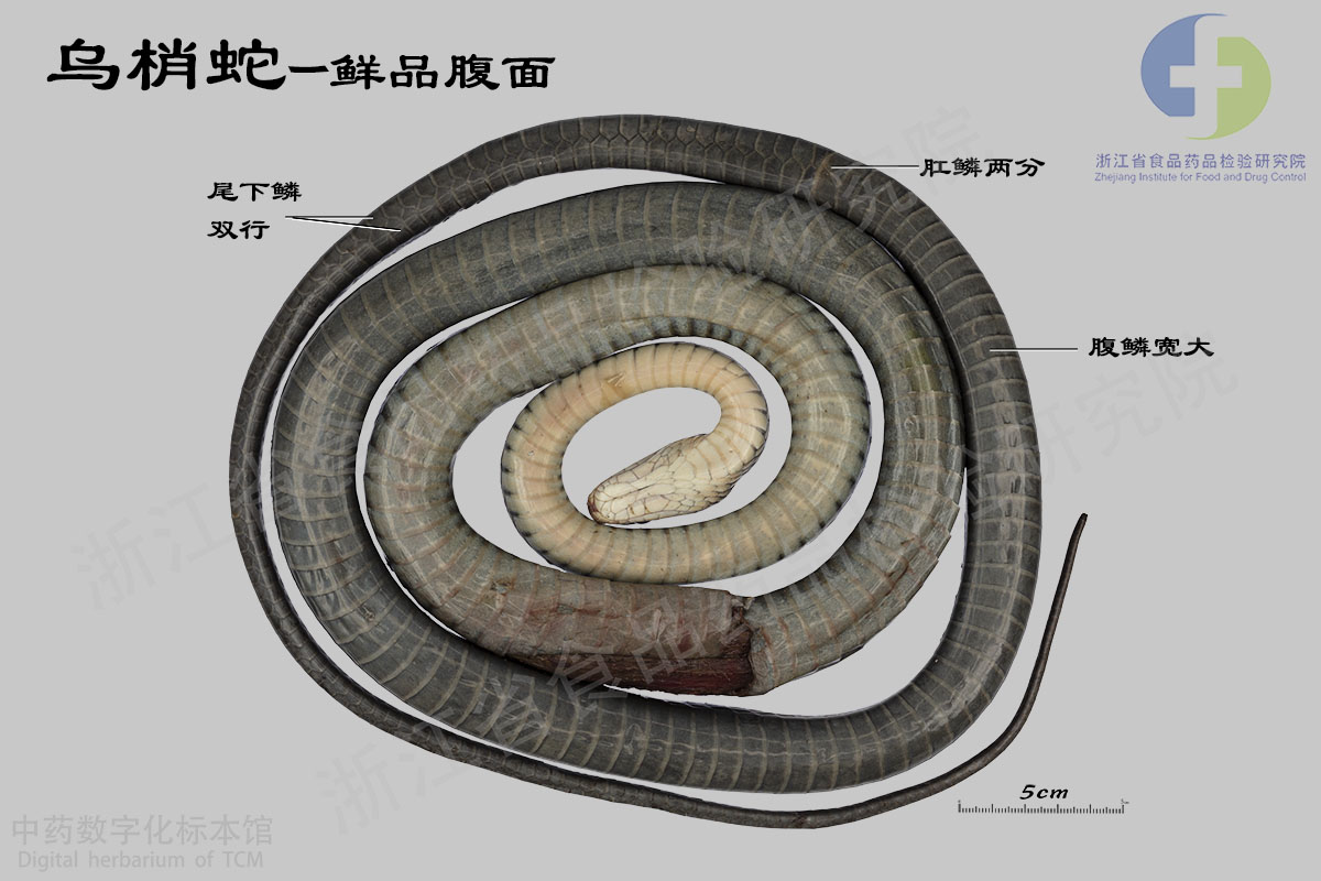 乌梢蛇 乌梢蛇特征详解 资料图