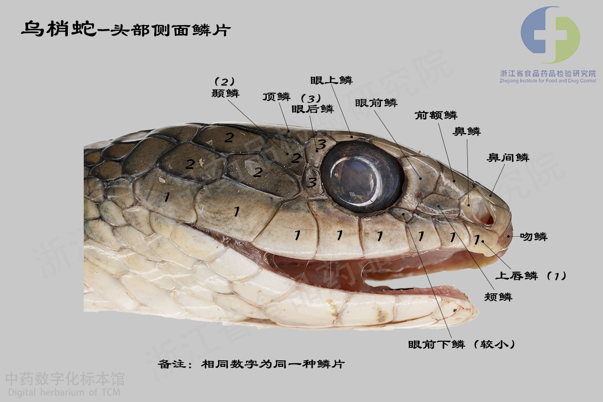 乌梢蛇 乌梢蛇特征详解 资料图