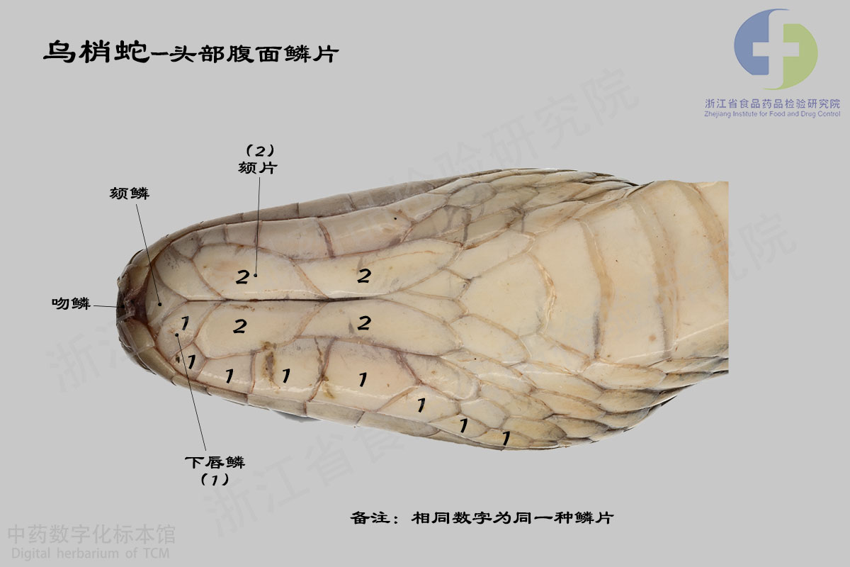 乌梢蛇 乌梢蛇特征详解 资料图