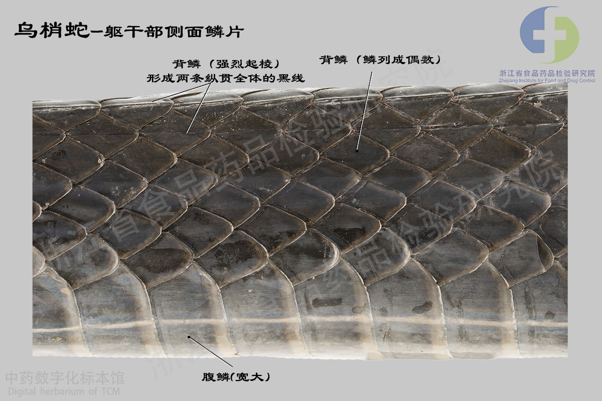乌梢蛇 乌梢蛇特征详解 资料图