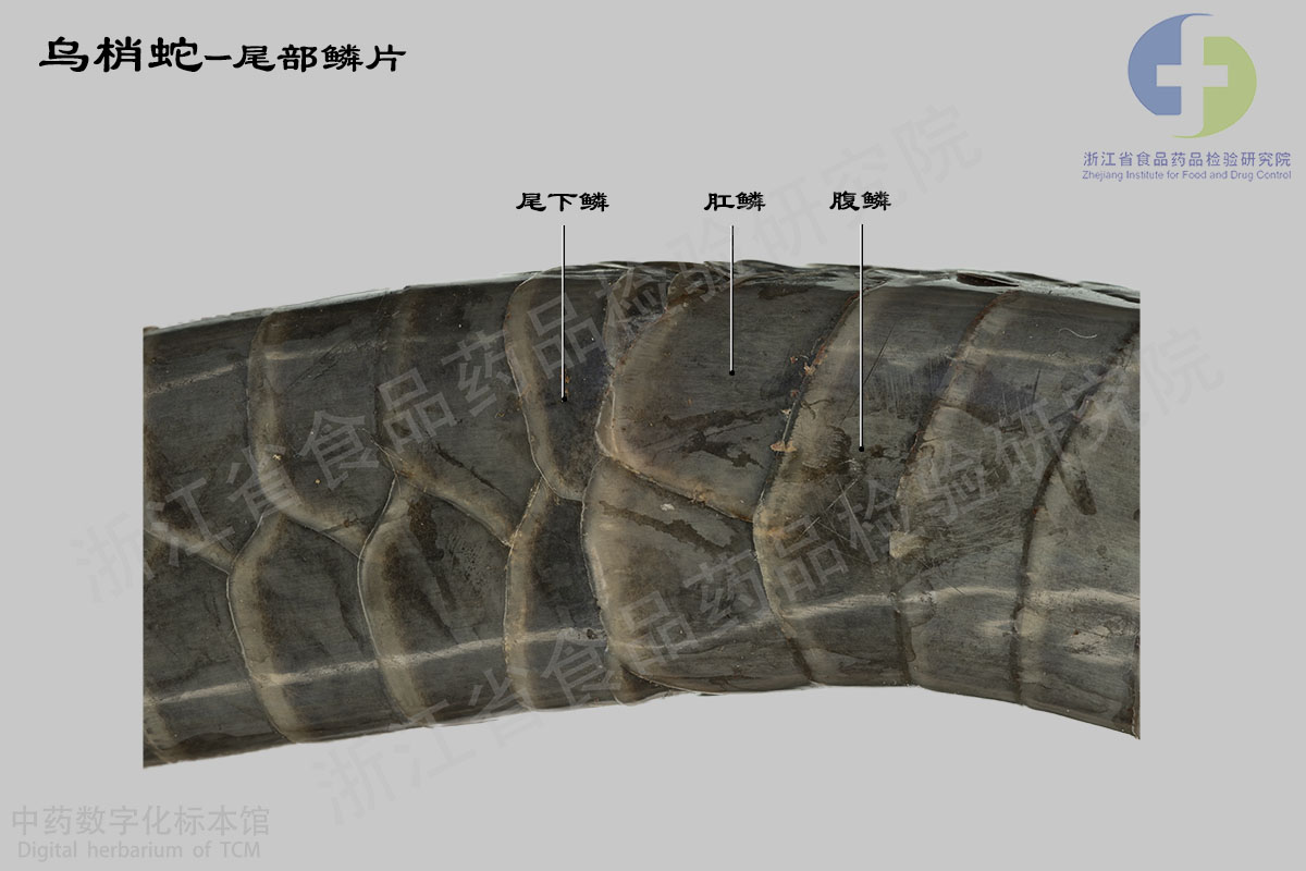 乌梢蛇 乌梢蛇特征详解 资料图