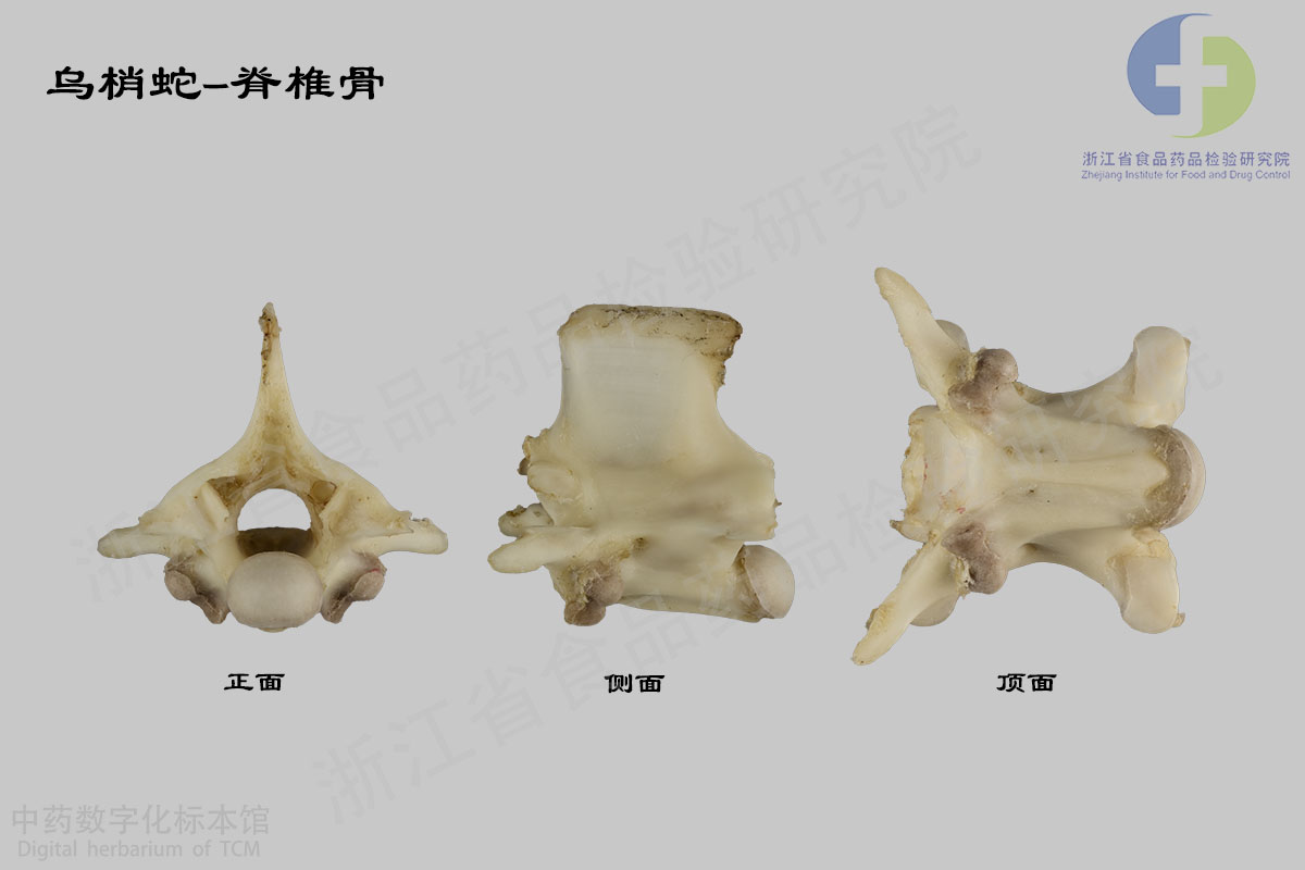乌梢蛇 乌梢蛇特征详解 资料图