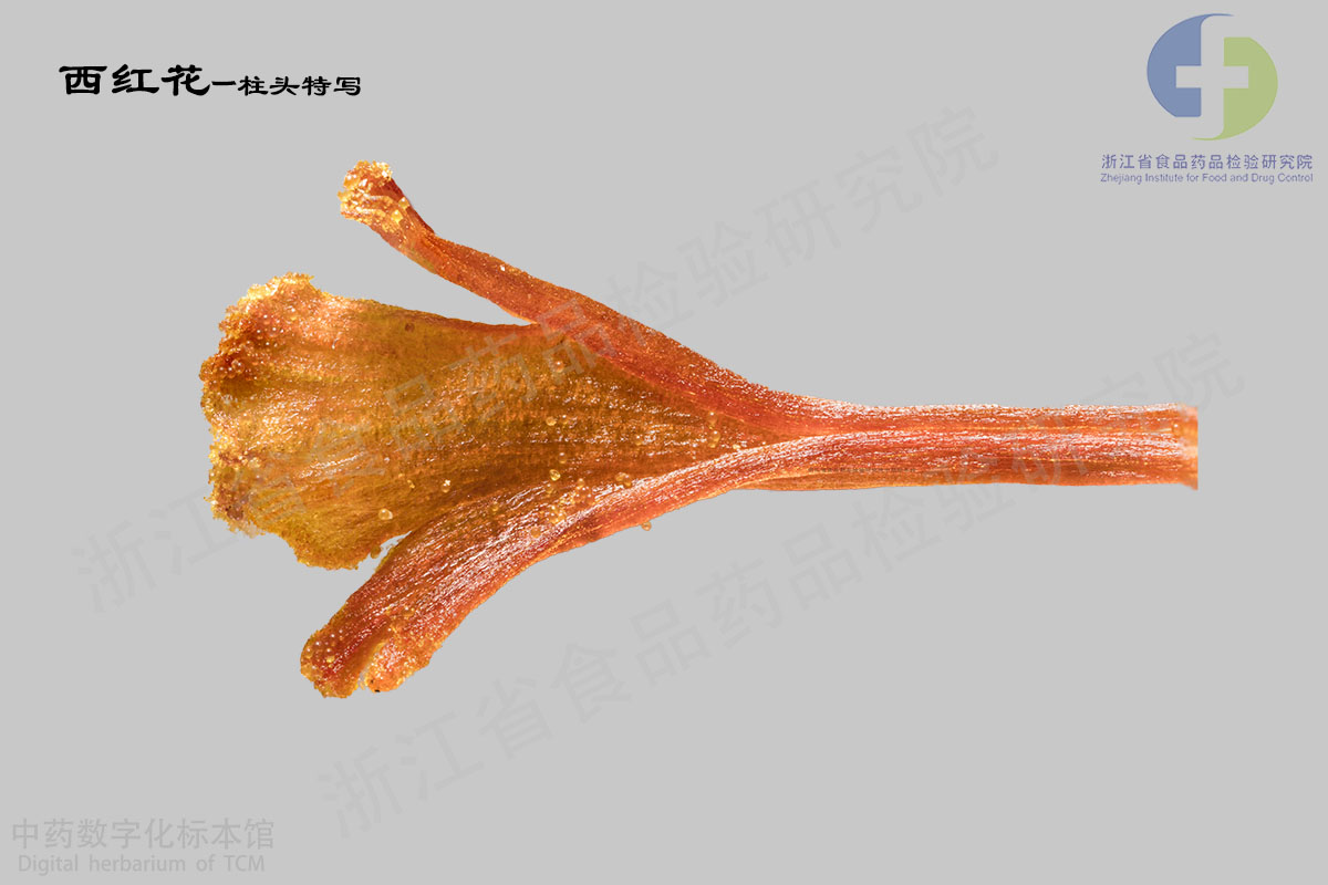 西红花 药材 资料图