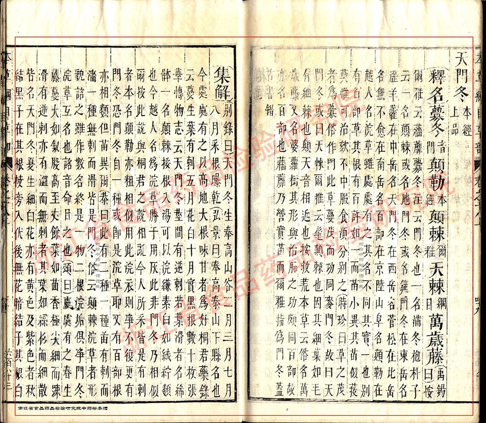 天冬 明 《本草纲目》 资料图