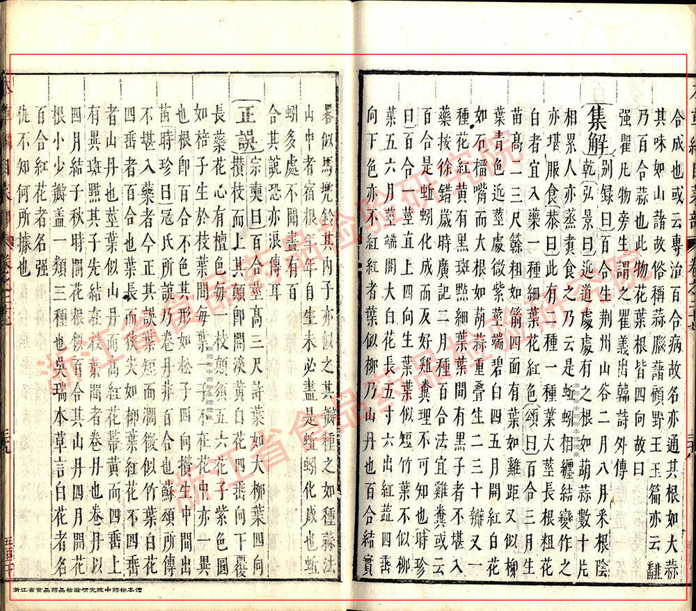 百合 明 《本草纲目》 资料图