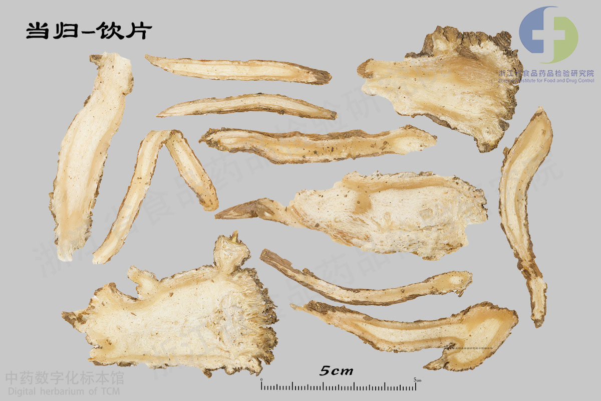 当归 饮片 资料图