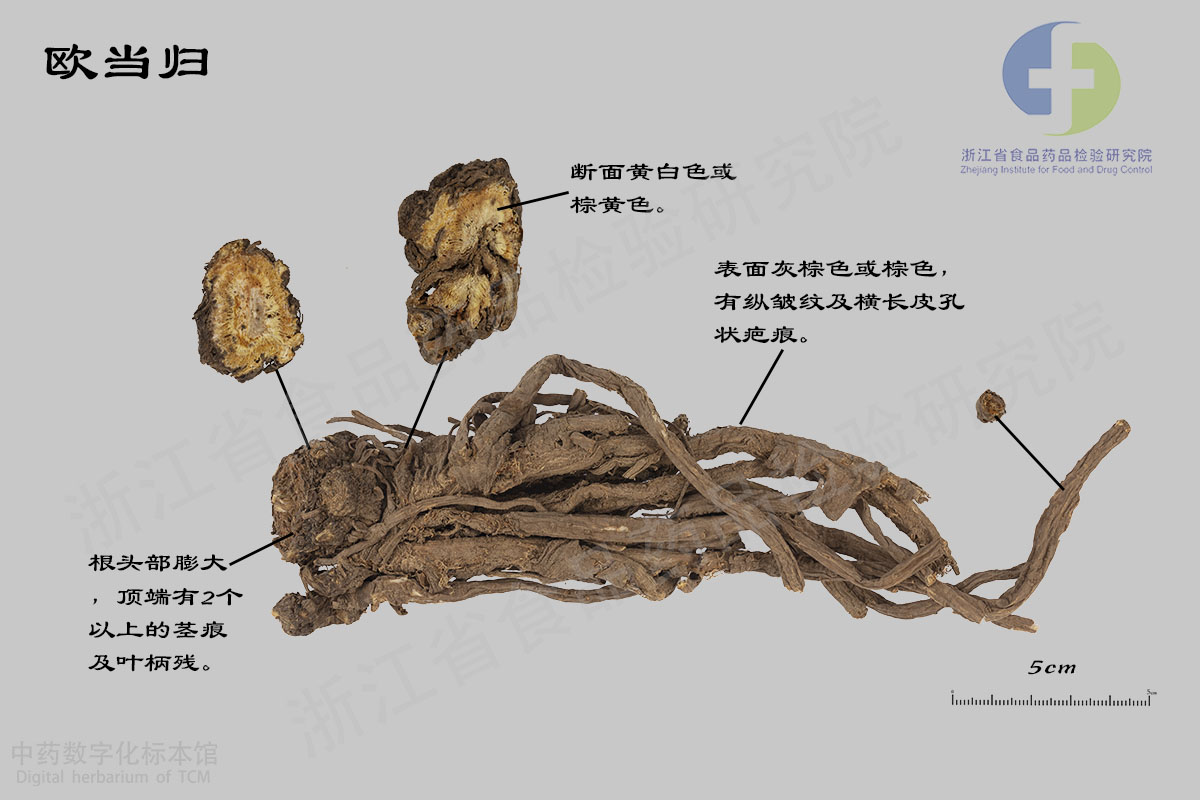 当归 欧当归 资料图
