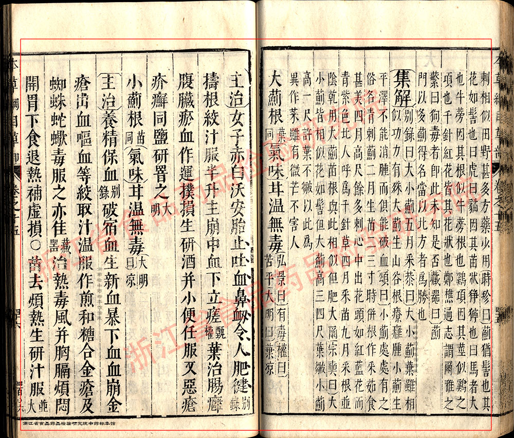 小蓟 明 《本草纲目》 资料图