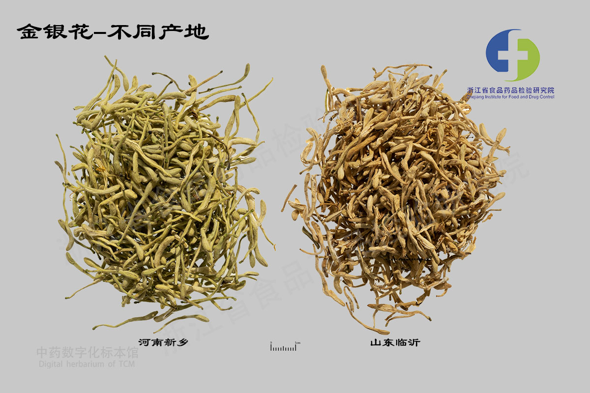 金银花 不同产地 资料图