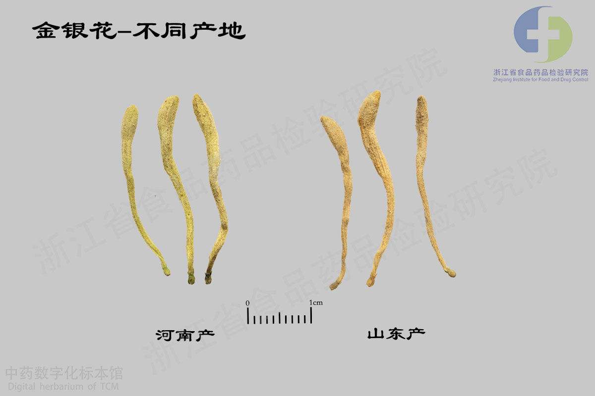 金银花 不同产地 资料图