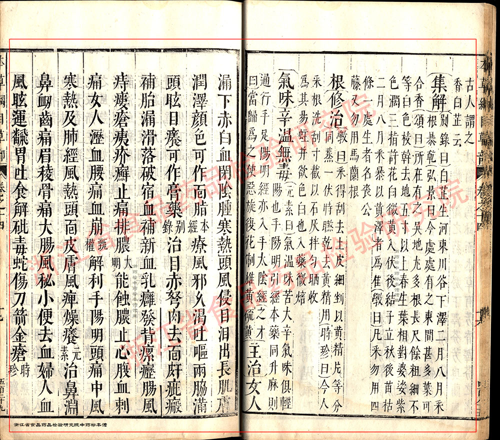 白芷 明-《本草纲目》 资料图