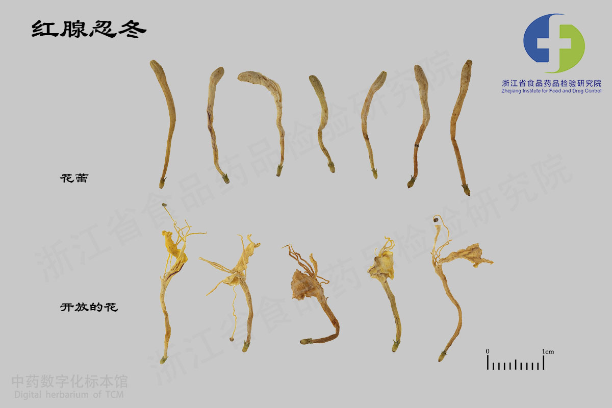 金银花 山银花（红腺忍冬） 资料图