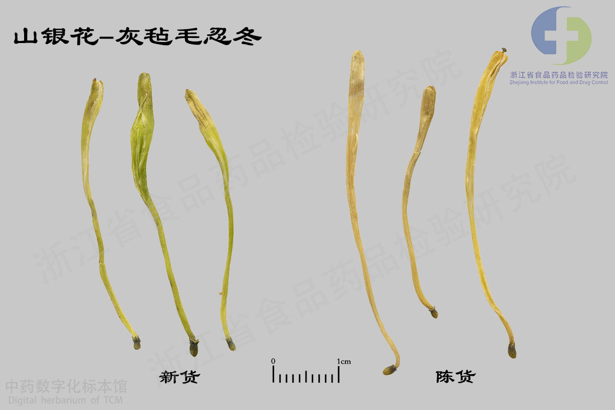 金银花 山银花（灰毡毛忍冬） 资料图