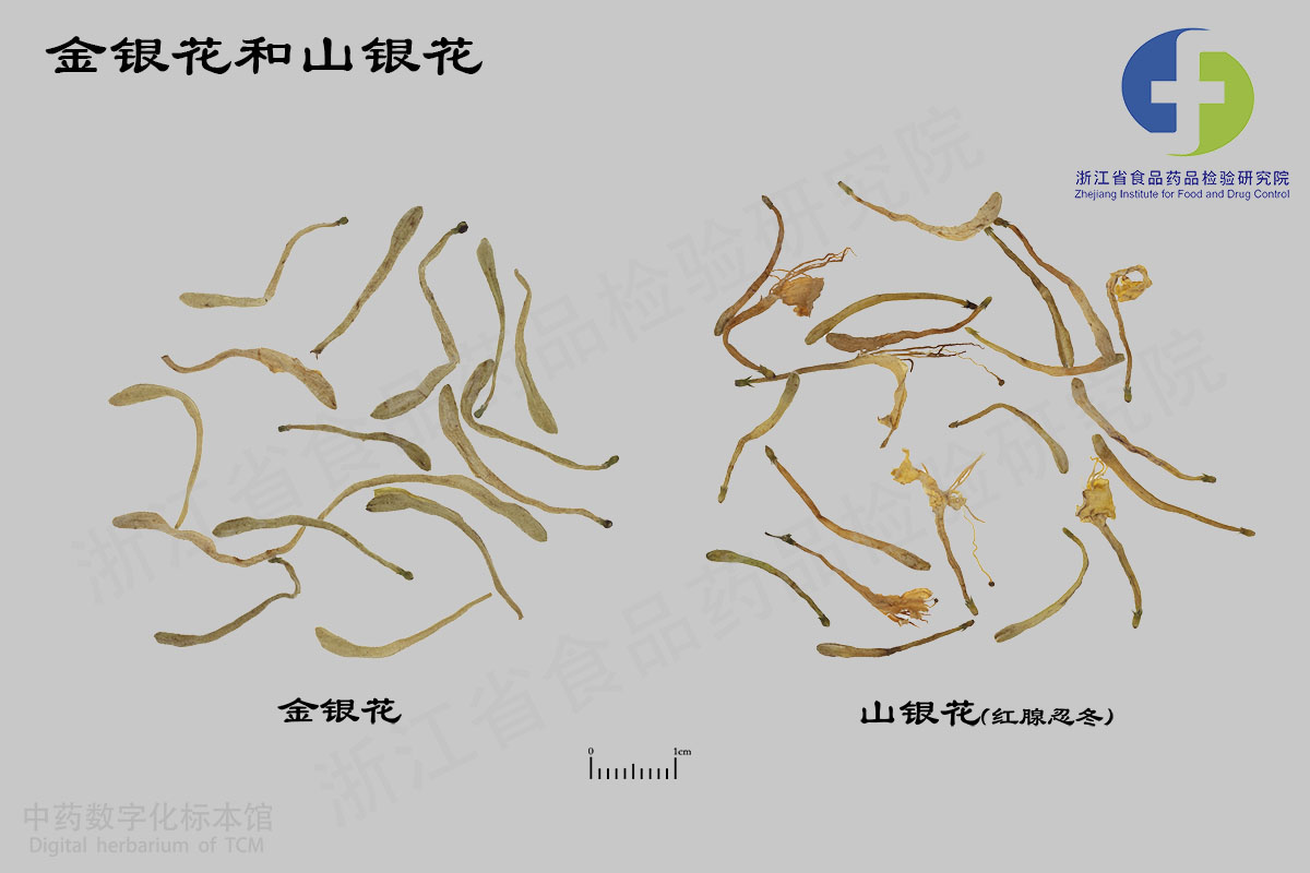 金银花 山银花（红腺忍冬） 资料图