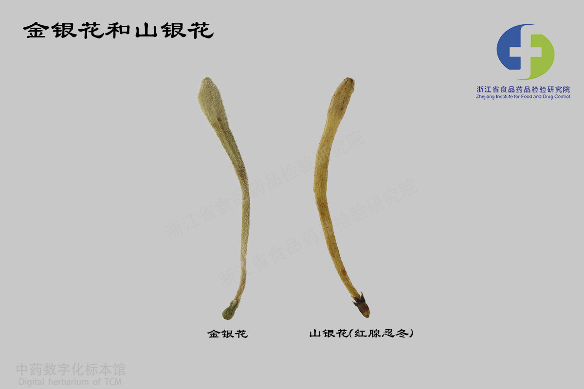金银花 山银花（红腺忍冬） 资料图