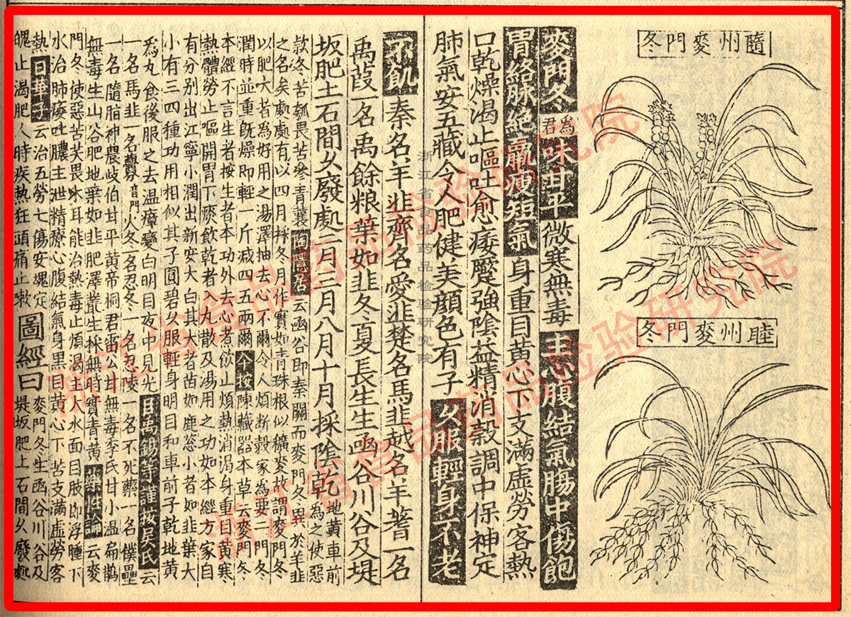 麦冬 宋-《证类本草》 资料图