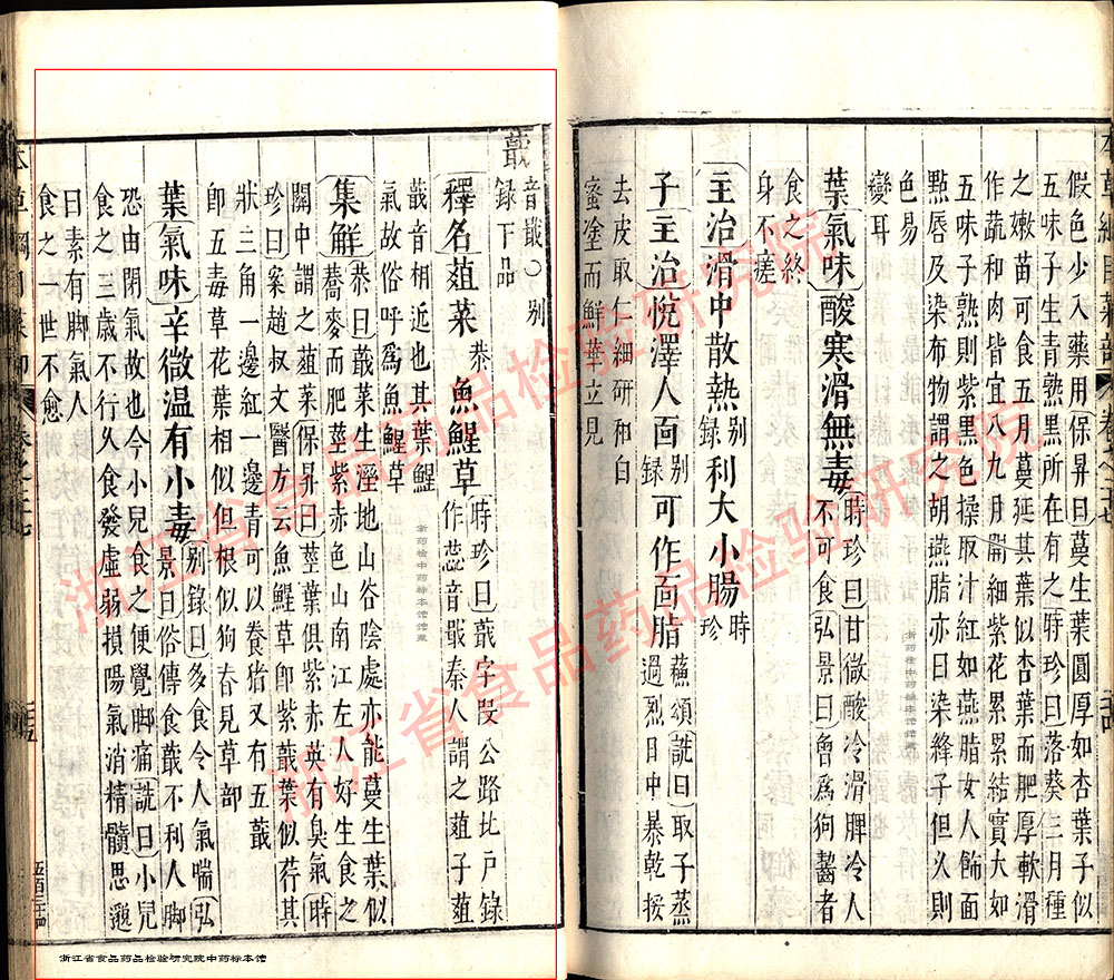 鱼腥草 明-《本草纲目》 资料图