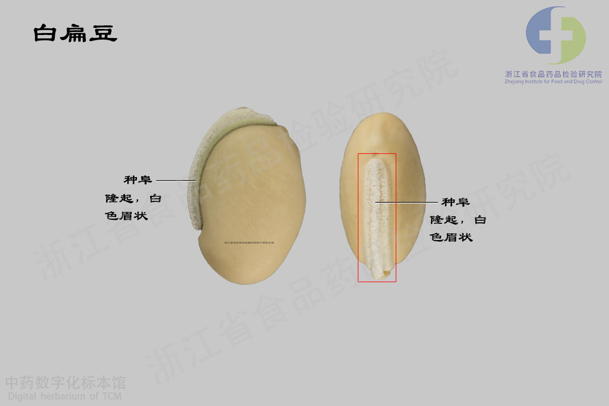 白扁豆 药材 资料图