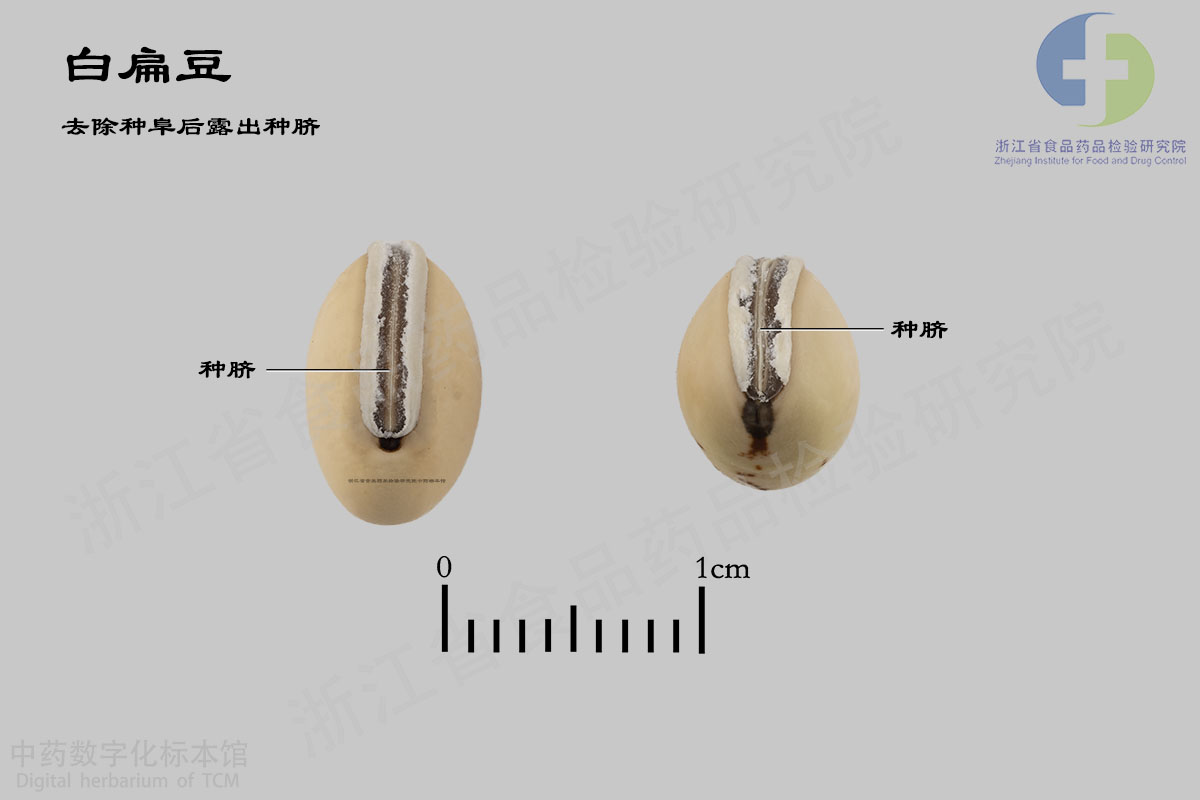 白扁豆 药材 资料图